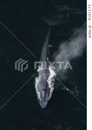 シロナガスクジラ 9181574