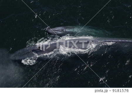 シロナガスクジラ 9181576