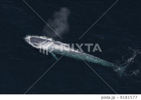 シロナガスクジラ 9181577