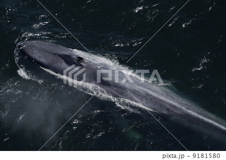 シロナガスクジラ 9181580