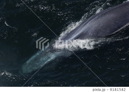シロナガスクジラ 9181582