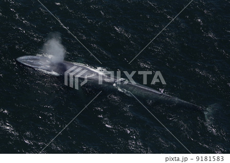 シロナガスクジラ 9181583