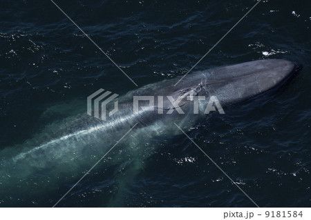 シロナガスクジラ 9181584