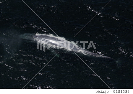 シロナガスクジラ シロナガスクジラ 9181585