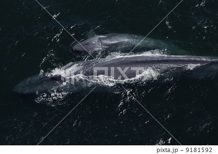 シロナガスクジラ 9181592