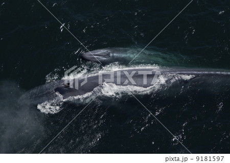 シロナガスクジラ シロナガスクジラ 9181597
