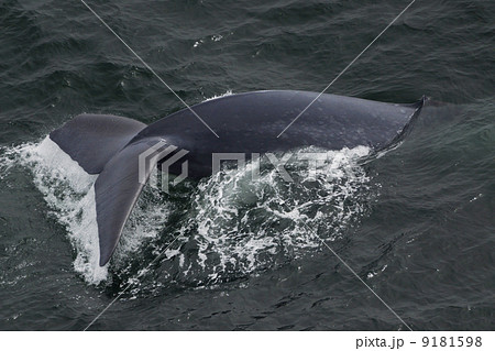 シロナガスクジラ 9181598