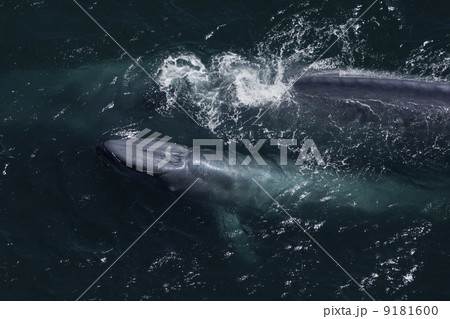 シロナガスクジラ シロナガスクジラ 9181600