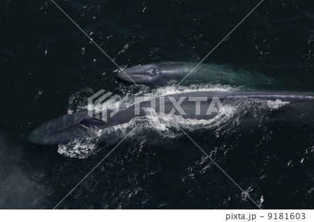 シロナガスクジラ シロナガスクジラ 9181603