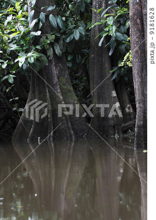 ボルネオの熱帯雨林 ボルネオの熱帯雨林 9181628