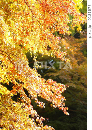 色づく木々　カエデ 9181678