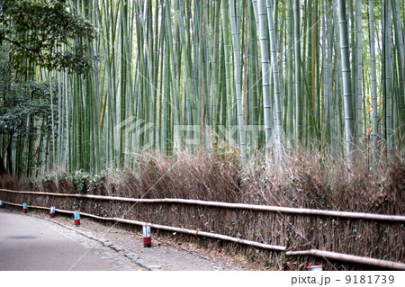 京都 嵐山 竹林 京都 嵐山 竹林 9181739