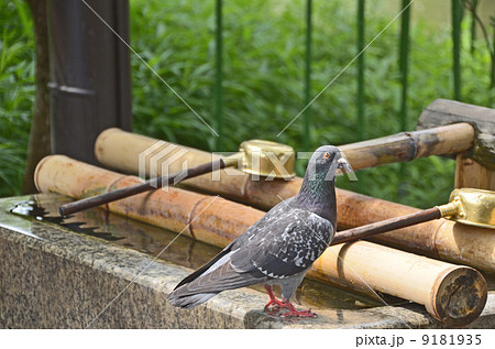 鳩と手水舎 9181935