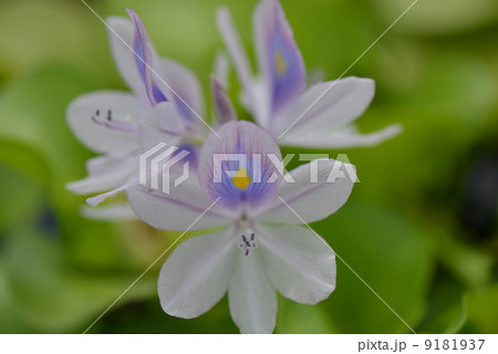 ホテイアオイ ホテイアオイ 9181937