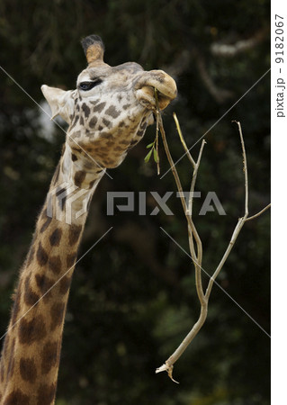 マサイキリン マサイキリン 9182067