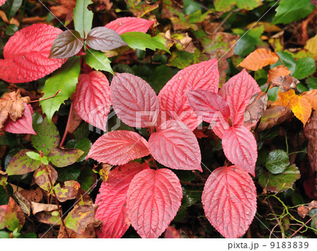 イワハゼの紅葉 イワハゼの紅葉 9183839