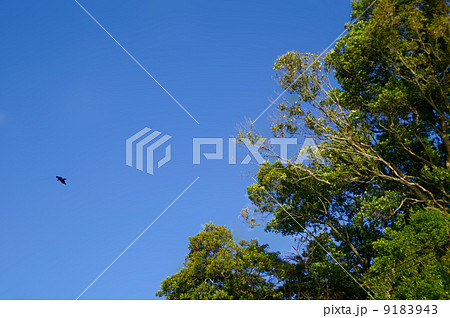 大空と樹木 大空と樹木 9183943