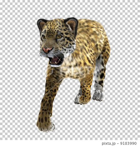Leopard Leopard 9183990