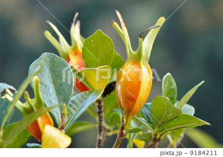 山梔子(くちなし)の実 山梔子(くちなし)の実 9184211