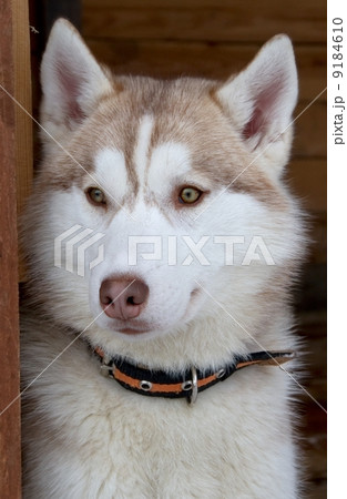 Siberian Husky dog breed 9184610