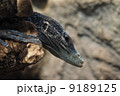 アオホソオオトカゲ 9189125