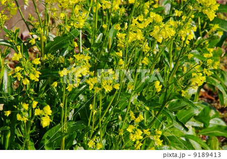 アスパラ菜の成長 アスパラ菜畑 アスパラ菜の成長 アスパラ菜畑 9189413