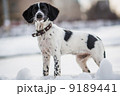 Russian Hunting Spaniel in outdoor 9189441