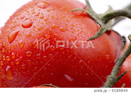 cherry tomatoes on white background cherry tomatoes on white background 9189840