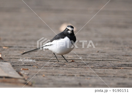 水辺の野鳥　～セグロセキレイ～ 9190151