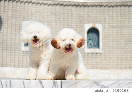 白い兄弟♪ 9190168