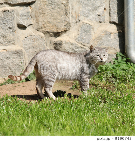Beautiful cat in the garden Beautiful cat in the garden 9190742