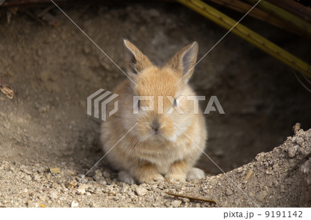 穴から出てきた子ウサギの写真素材