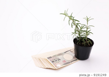 お金とローズマリー お金とローズマリー 9191249