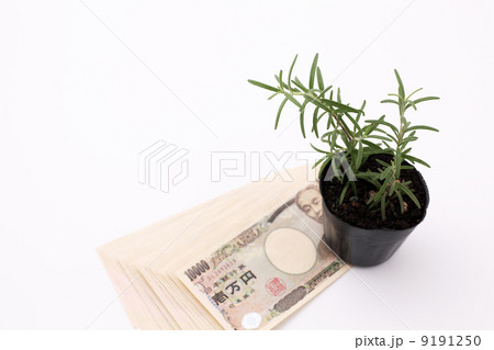 お金とローズマリー お金とローズマリー 9191250