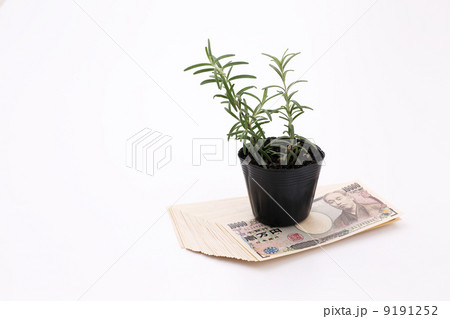 お金とローズマリー お金とローズマリー 9191252