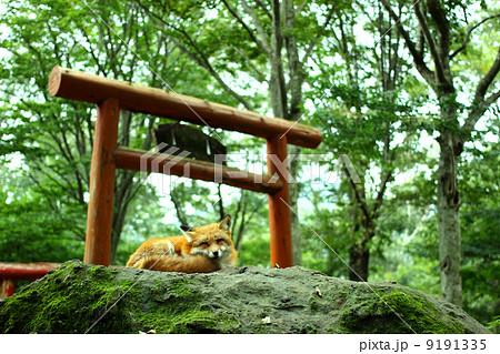 美しいキタキツネのいる風景 美しいキタキツネのいる風景 9191335