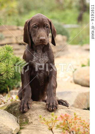 Gorgeous puppy in the garden Gorgeous puppy in the garden 9191611