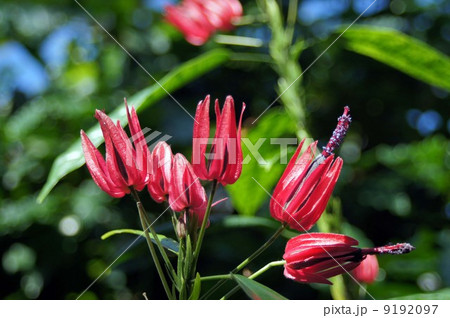 パボニア・グレドヒリイ 9192097