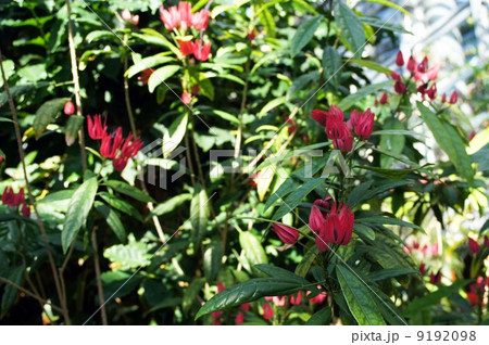 パボニア・グレドヒリイ 9192098