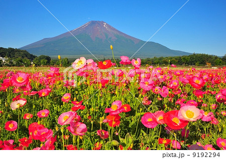 ポピーと富士山 9192294