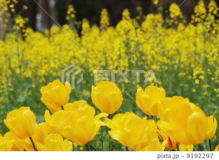 黄色のチューリップと菜の花 9192297