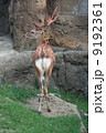 エゾシカ 9192361