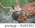 エゾシカ 9192362