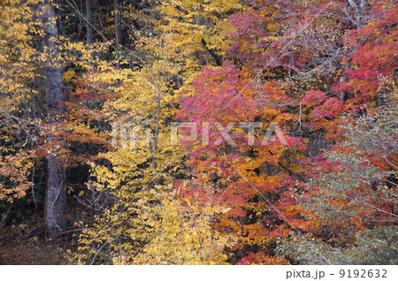 紅葉 9192632
