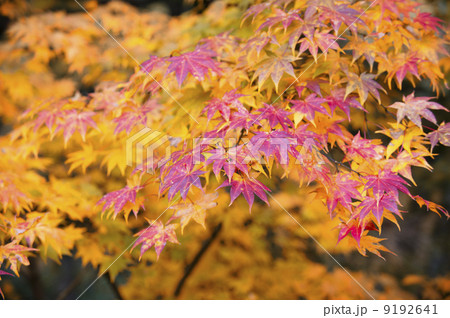 紅葉 9192641