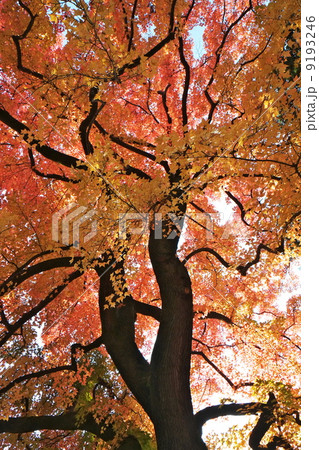 紅葉 9193246