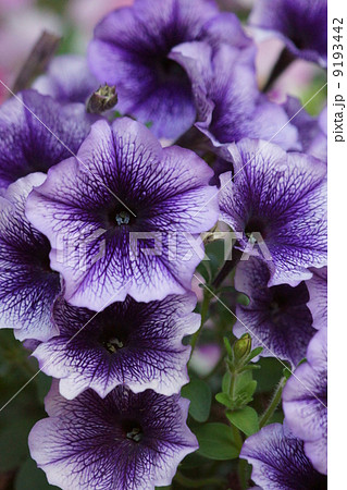 衝羽根朝顔つくばねあさがお　ペチュニアと呼ばれています。 9193442