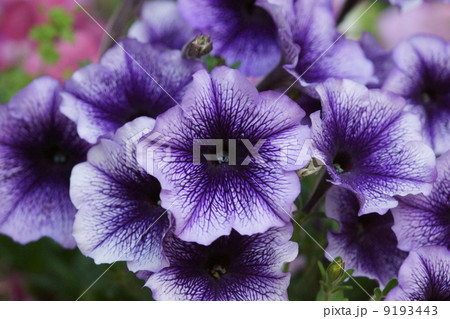 衝羽根朝顔つくばねあさがお　ペチュニアと呼ばれています。 9193443