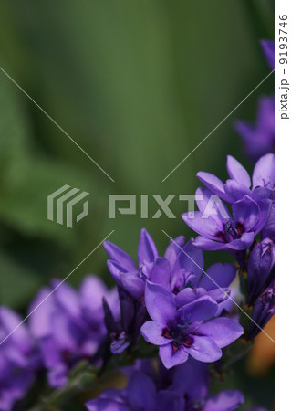 穂咲菖蒲ほざきあやめ　バビアナと呼ばれています。 9193746