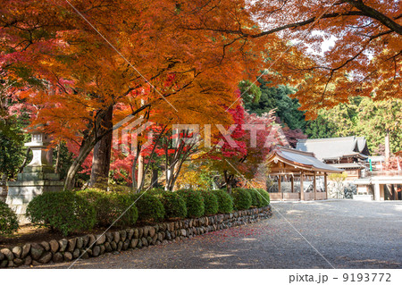 高麗神社境内紅葉 高麗神社境内紅葉 9193772